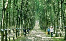 Tập đoàn Công nghiệp Cao su Việt Nam phấn đấu lợi nhuận tăng trưởng 15%/năm